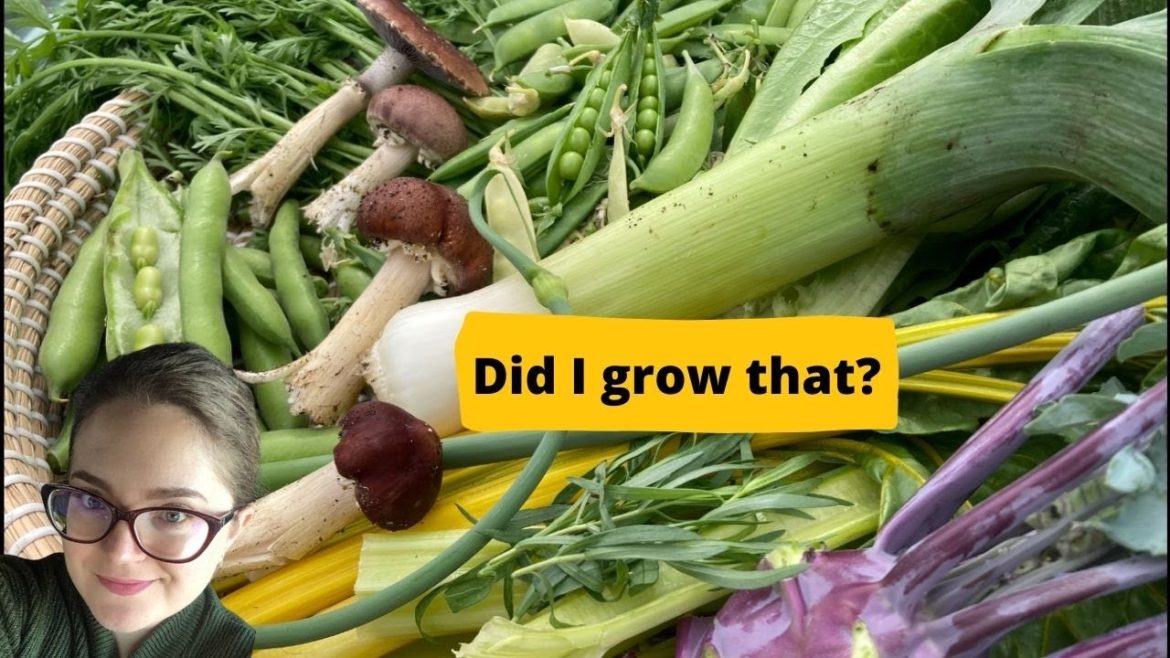 What I grow in my small Chicago backyard garden | Harvest with me