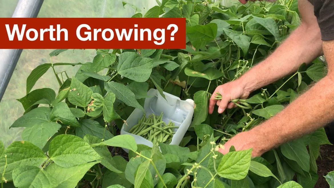 Are Bush Beans Worth Growing?
