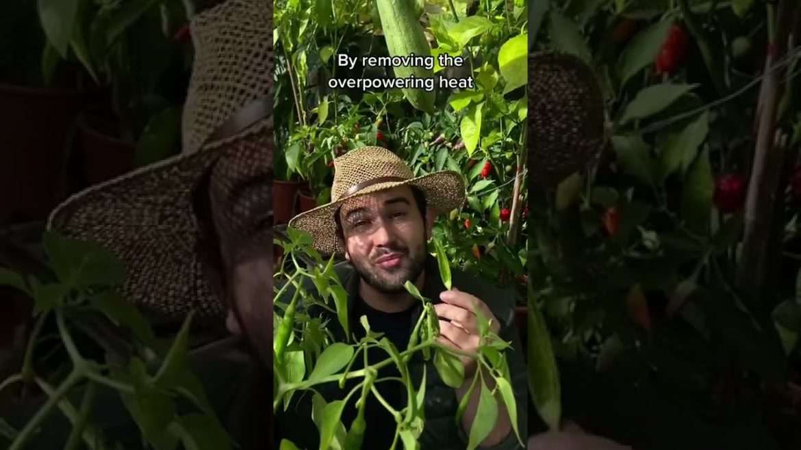 #shorts #garden #gardening #gardentour #gardener #gardens #harvest #harvesting #organic #planting #shorts #garden #gardening #gardentour #gardener #gardens #harvest #harvesting #organic #planting