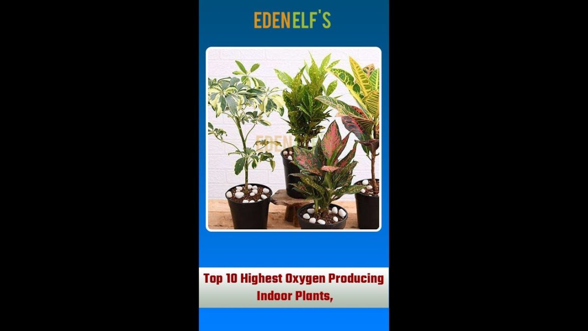 Highest Oxygen Producing Indoor Plants | Top 10 Highest Oxygen Producing Indoor Plants