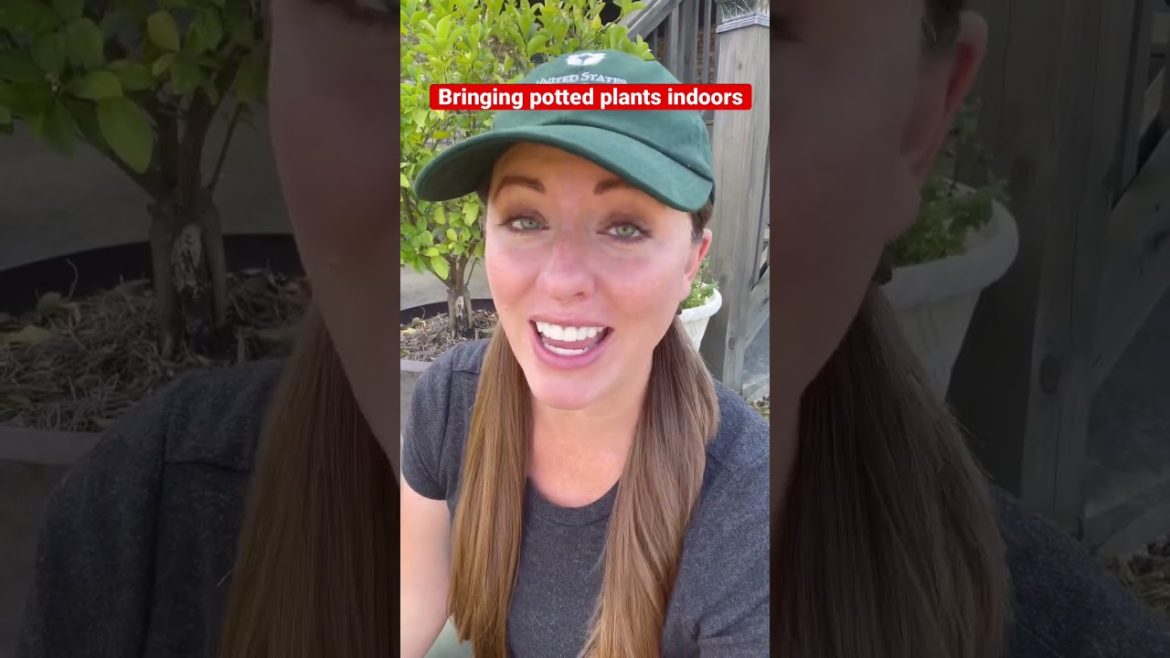 Prepping potted plants to come indoors