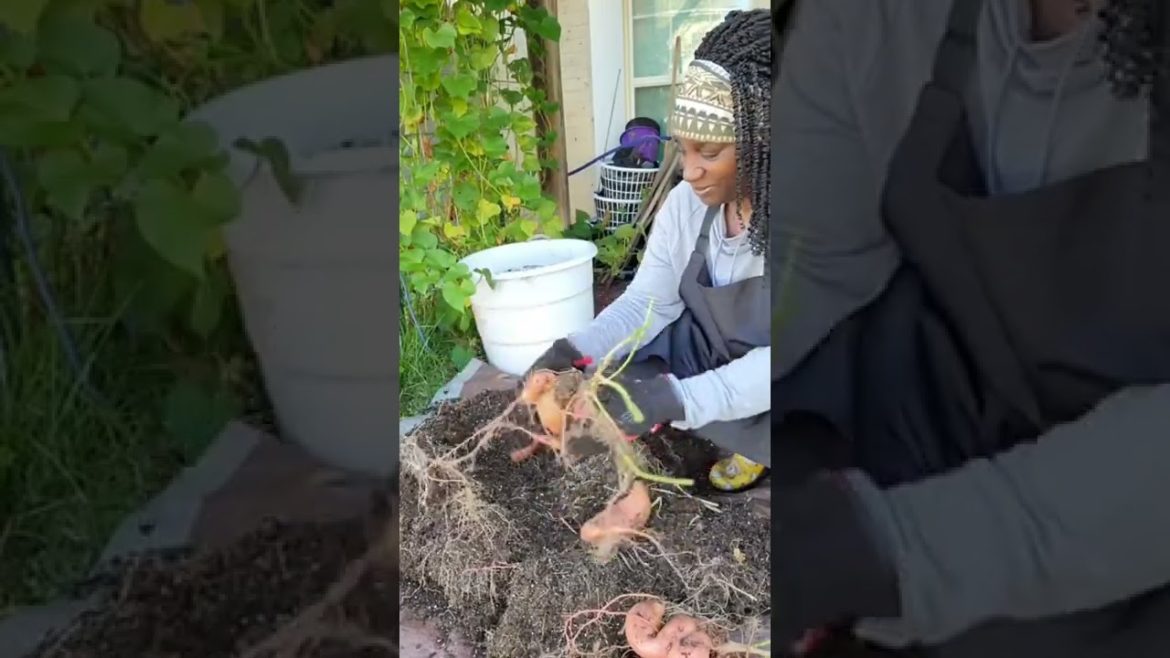 Garden Design, Home Garden #235 Simple New Viral Video,#Shorts Garden Design, Home Garden #235 Simple New Viral Video,#Shorts