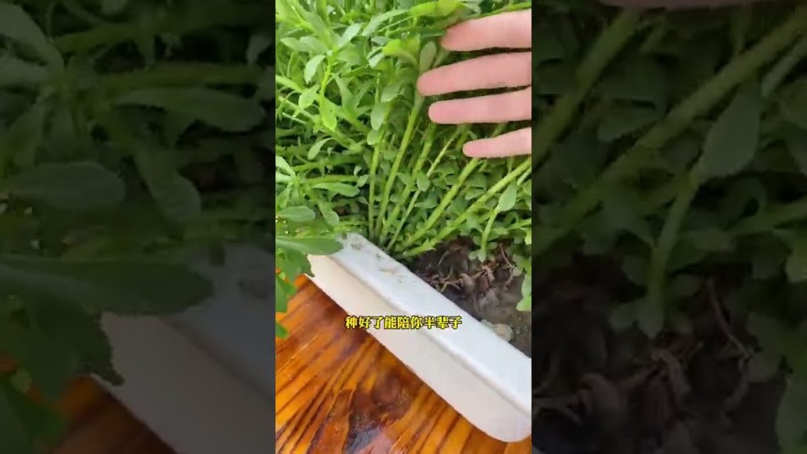 Episode 301 Plane #shorts Episode 301 Plane #shorts