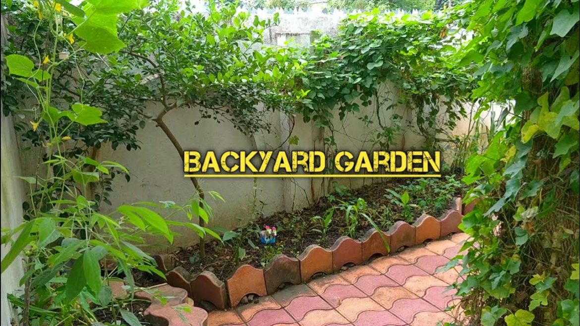 Overview Of My Kitchen Garden || Backyard Garden😍😍