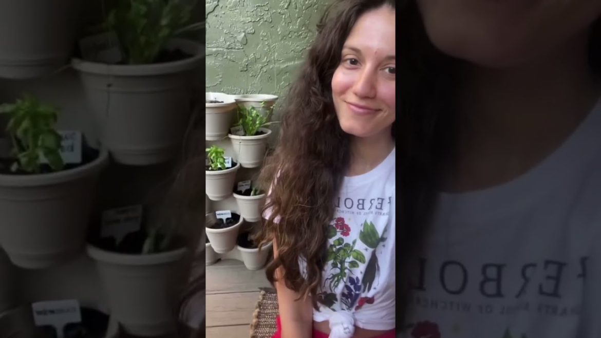 Plants growing in my stackable planter from dollar tree #shorts Plants growing in my stackable planter from dollar tree #shorts