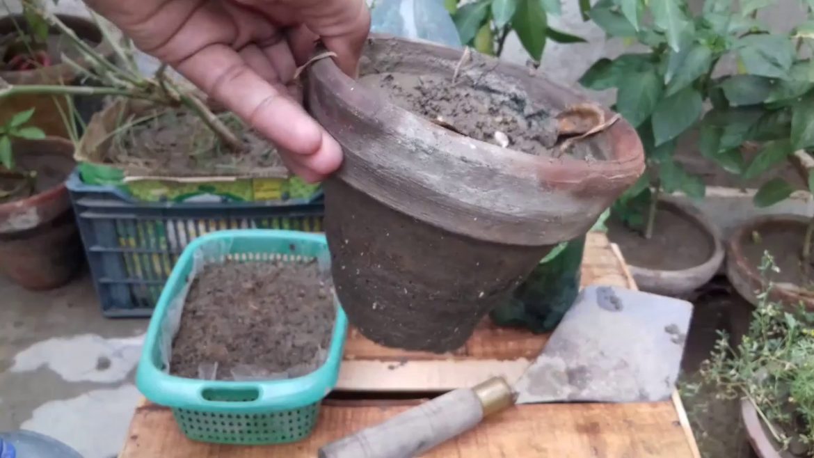 Easy start Vegetable Garden Tips /Urdu Hindi Easy start Vegetable Garden Tips /Urdu Hindi