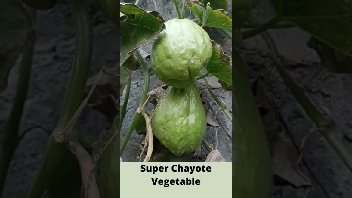 Super Chayote Vegetable #Shorts