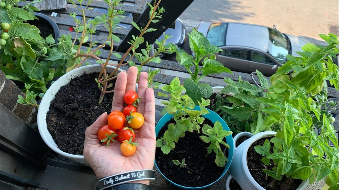 Apartment Garden Tour – Pt 1 (Edible Garden on a Budget) Apartment Garden Tour - Pt 1 (Edible Garden on a Budget)