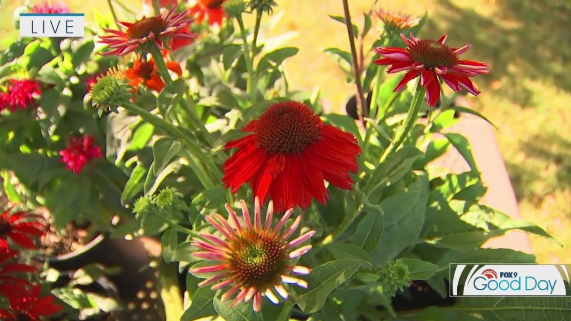 These plants thrive in the summer heat: Gardening tips These plants thrive in the summer heat: Gardening tips