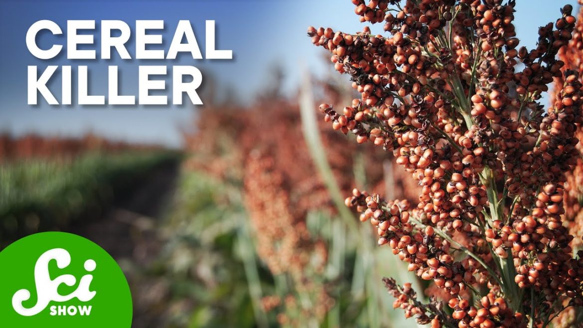 Plants will Absolutely Murder Each Other