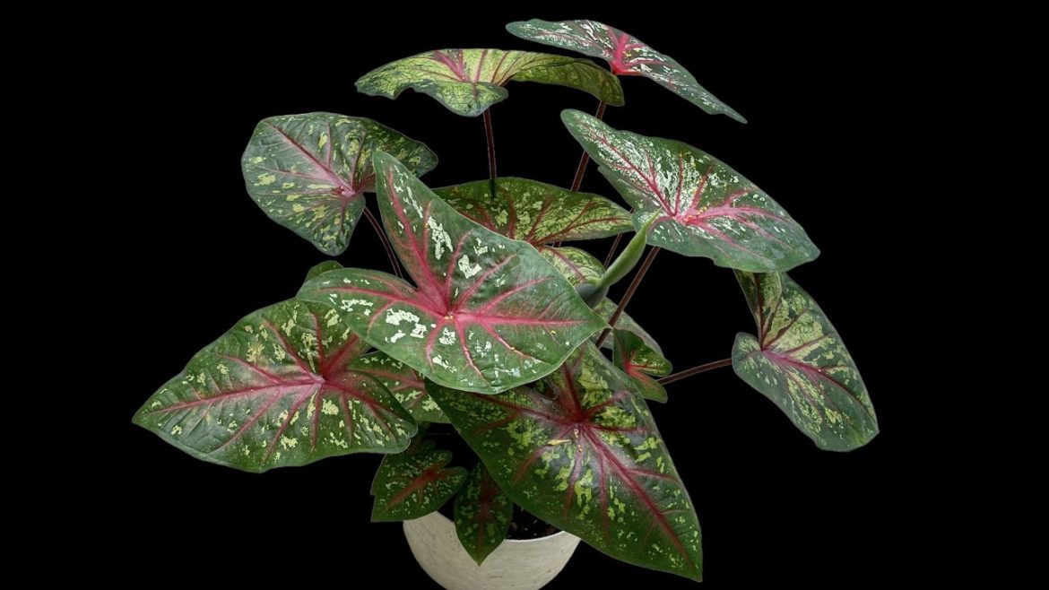 Recycle plastic bottle to grow beautiful caladium | heart of jesus plant | Recycle plastic bottle to grow beautiful caladium | heart of jesus plant |