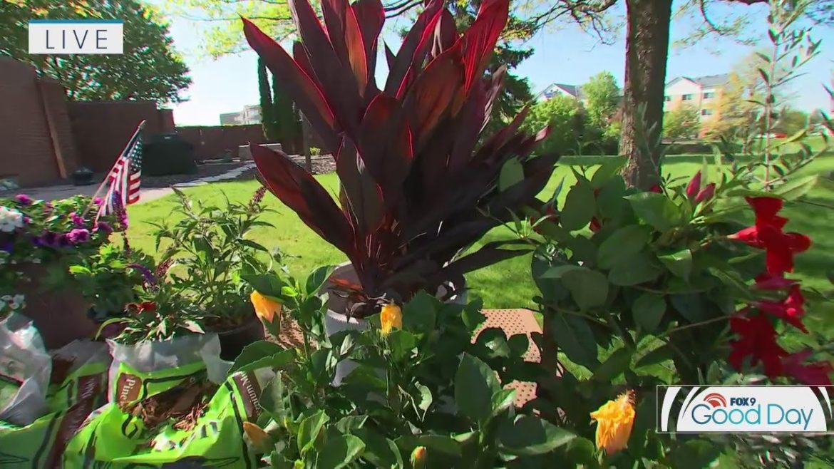 Simple landscaping ideas for a better backyard