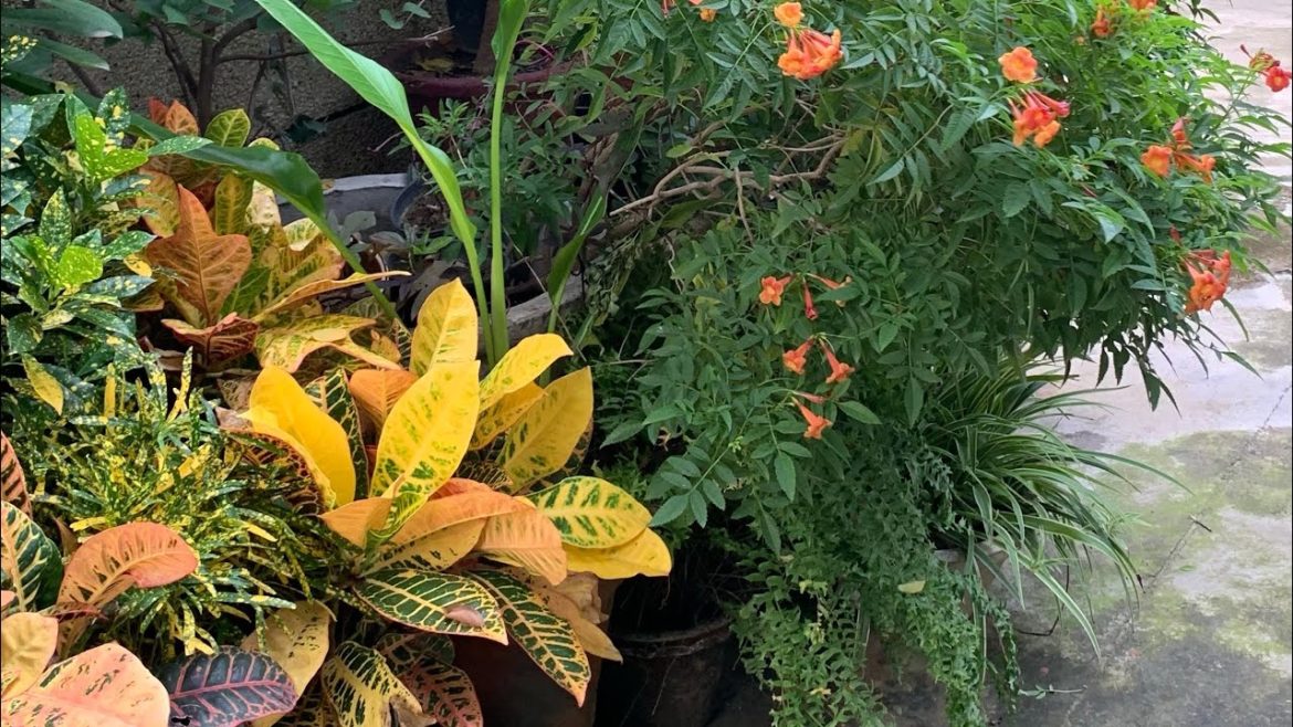 Beautiful container garden Watch full video https://youtu.be/B95fIa46X2Q #shorts #viralshorts