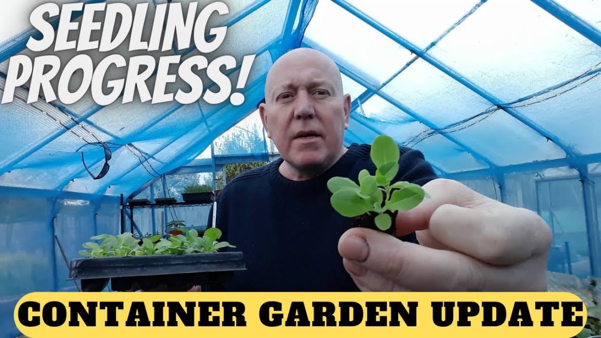 Seedling & container Garden Update [Gardening Allotment UK] [Home Growing Veg ]