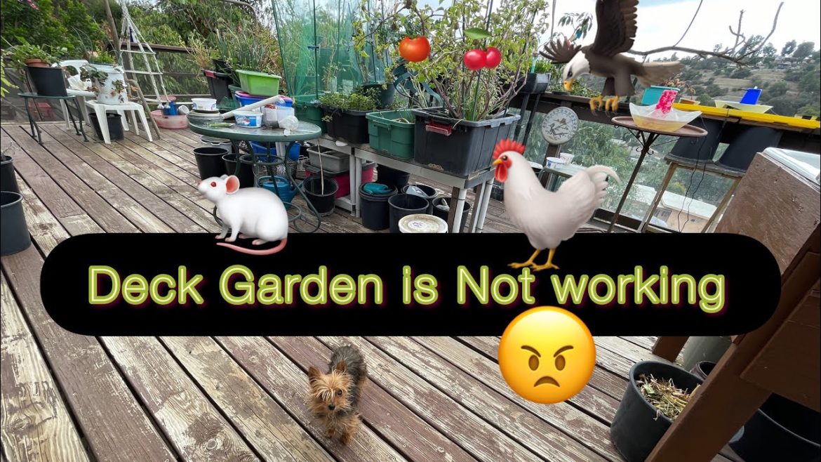 DECK Vegetable Garden MAKEOVER / Grow in Small Spaces Container Gardening TIPS in Pot Tote & Buckets DECK Vegetable Garden MAKEOVER / Grow in Small Spaces Container Gardening TIPS in Pot Tote & Buckets