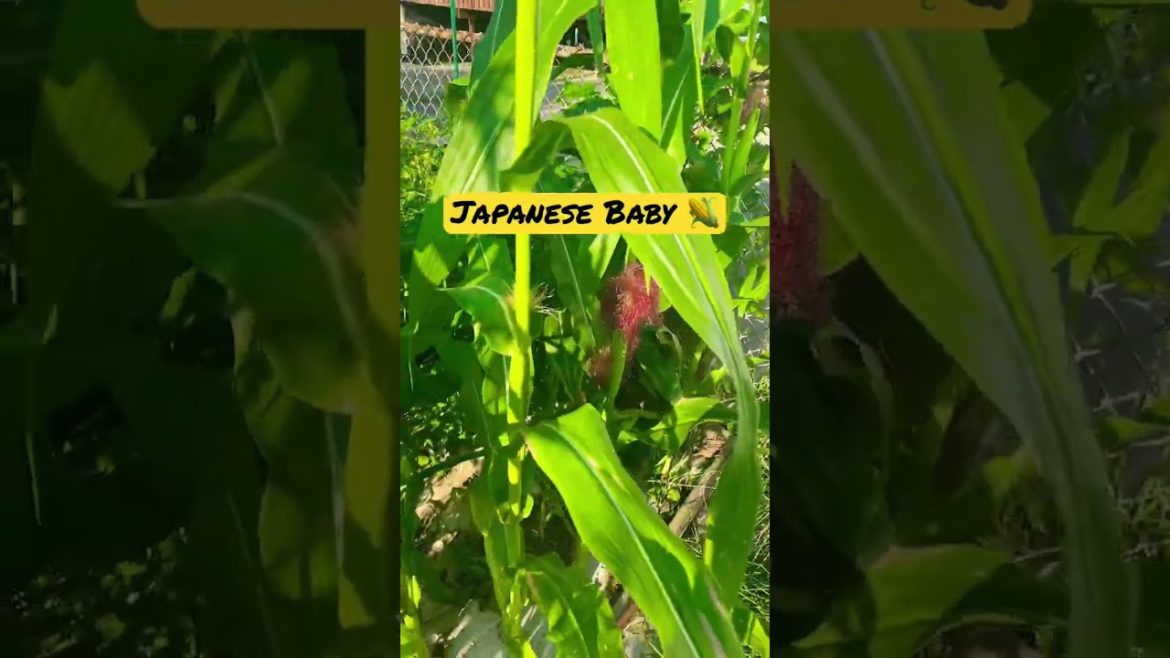 🌽Growing Japanese Baby Corn #Zone5 #Growyourown #Gardening 🌽Growing Japanese Baby Corn #Zone5 #Growyourown #Gardening