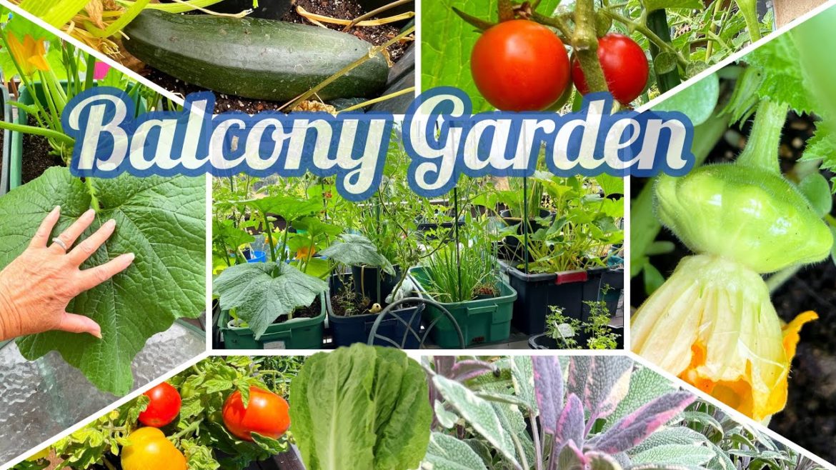 Balcony Garden Tips Growing Vegetables on Urban Terrace Container Gardening Tomatoes Zucchini Squash