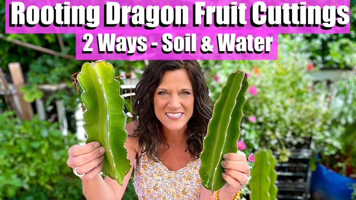 CaliKim: Rooting/Propagating Dragonfruit Cuttings 2 Ways – Soil & Water Rooting/Propagating Dragonfruit Cuttings 2 Ways - Soil & Water