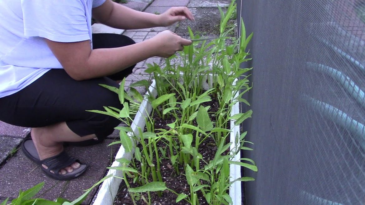 Fresh Vegetables || MVI 1072 | Container Garden | Container Vegetables | rau muong | ong choy