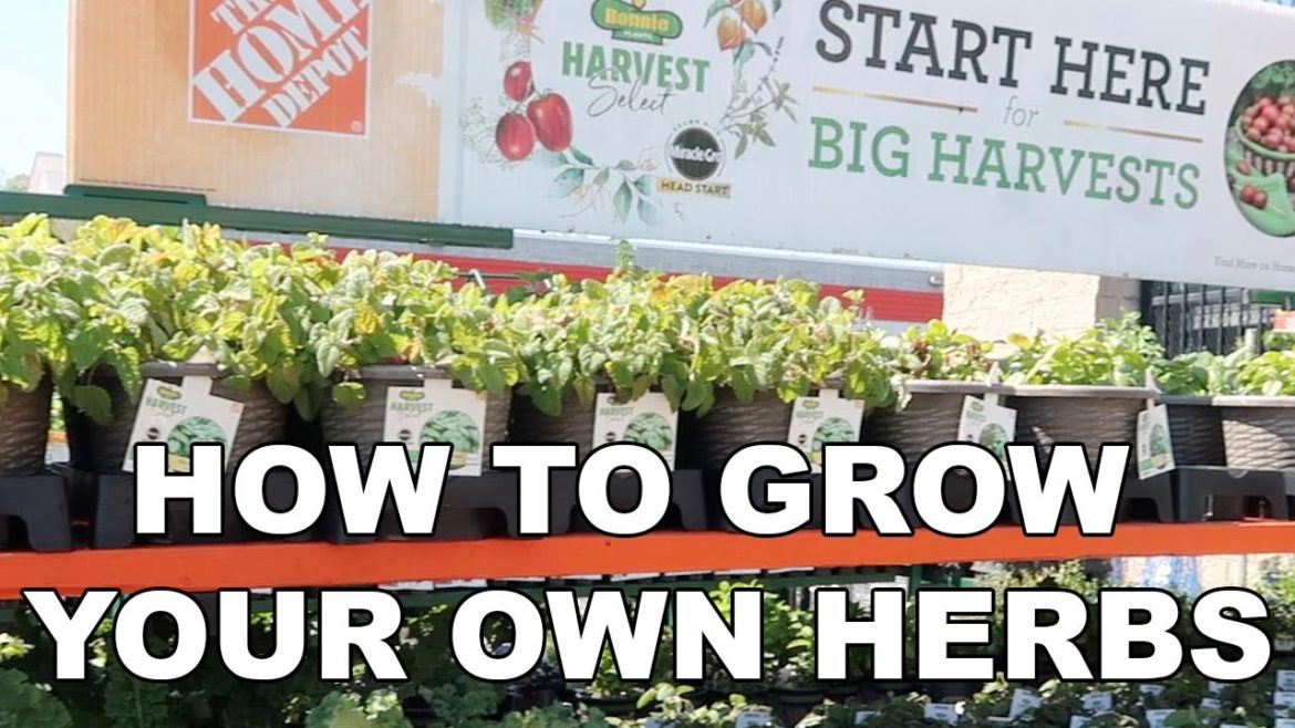 How to Grow Your Own Herbs | Container Gardening | Bonnie Select Harvest