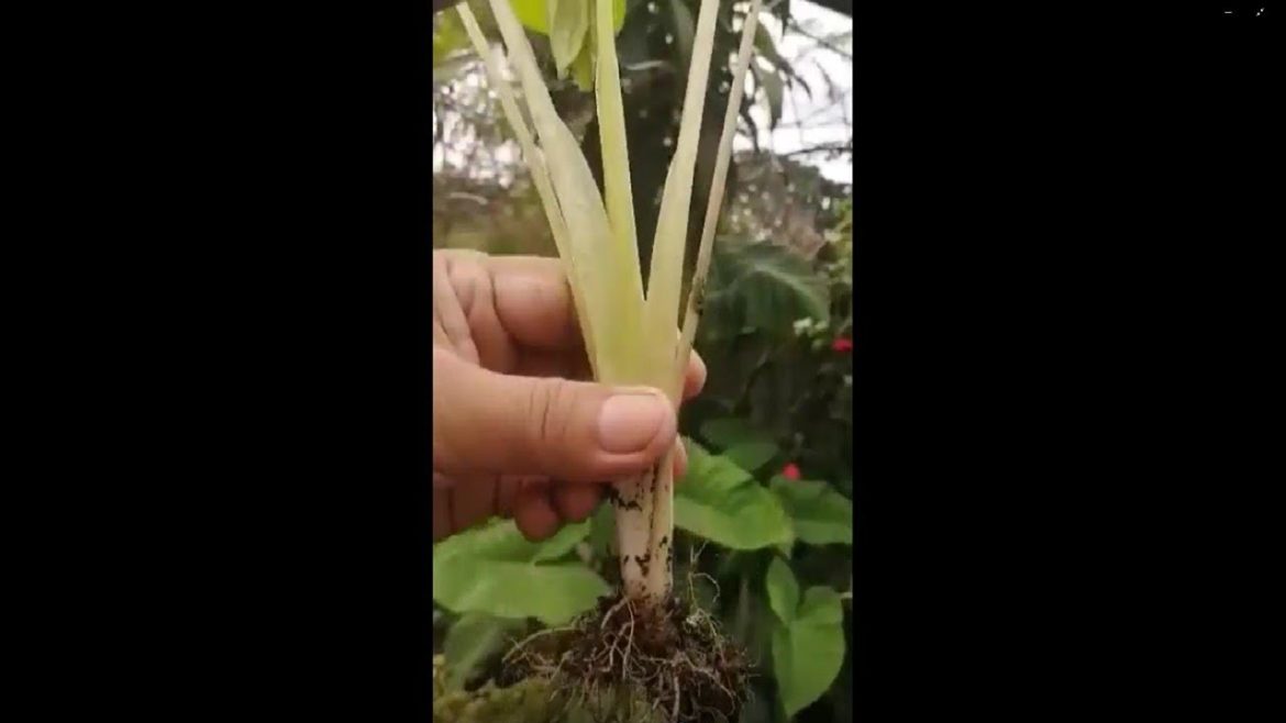 #Shorts | The Short Introduction of Baby Elephant Ears Plants In Our Rooftop Container Garden