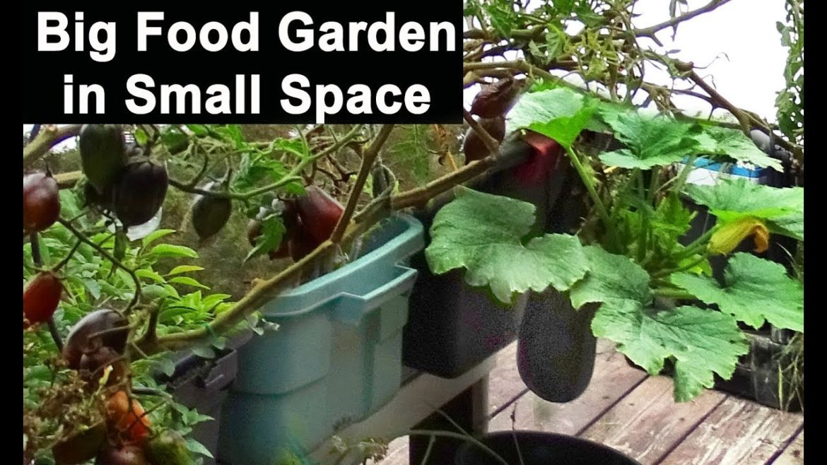 Grow Tons of Vegetables In Small Spaces Container Gardening Pot Plants Tomatoes Zucchini Watermelon