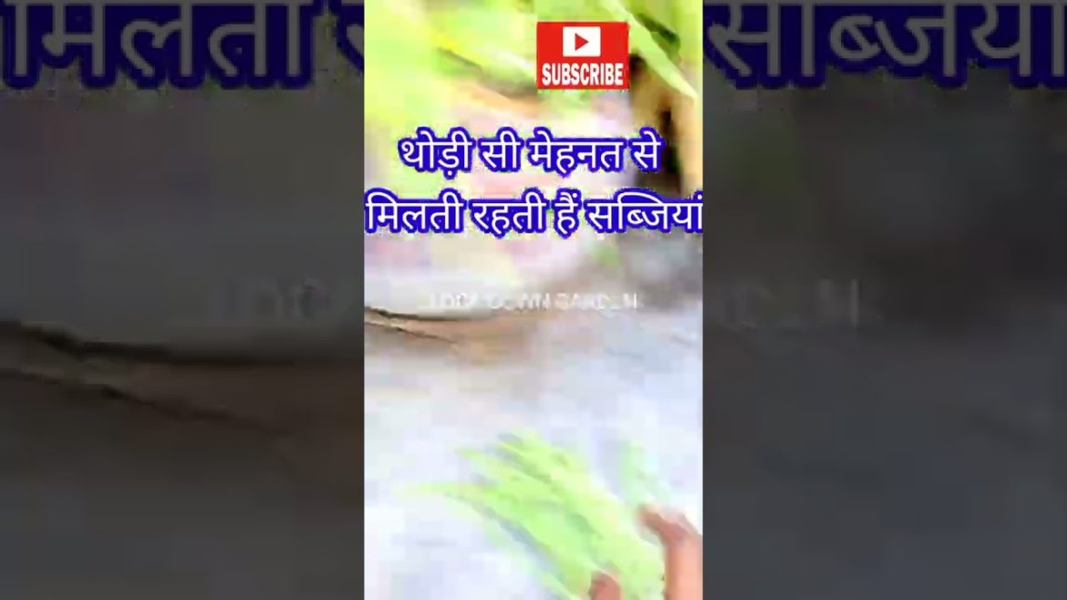 How to grow long beans vegetables/kitchen gardening tips/harvesting#shorts#terracegard @Garden Up