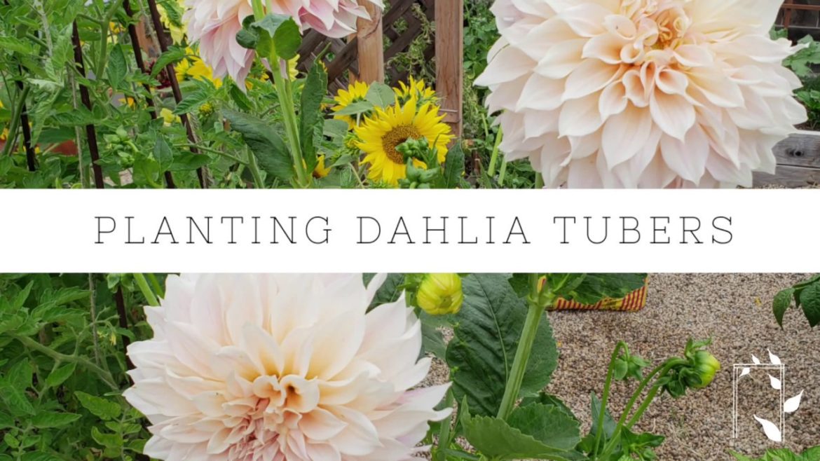 How to Plant Dahlia Tubers | Growing Dahlias | Gardening Tips | Tuber Planting