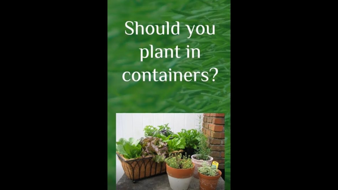Should you grow plants in containers?