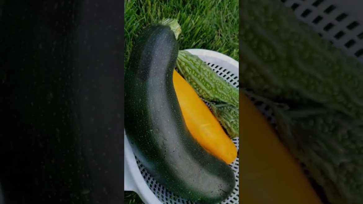 Zucchini harvest #harvest #gardening #shorts