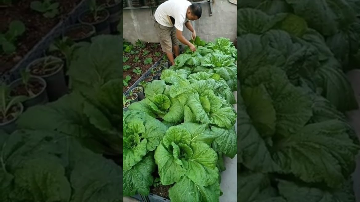 Garden Good green vegetable #agriculture #shorts #gardener #fruit #fyp #funny #harvest Garden Good green vegetable #agriculture #shorts #gardener #fruit #fyp #funny #harvest