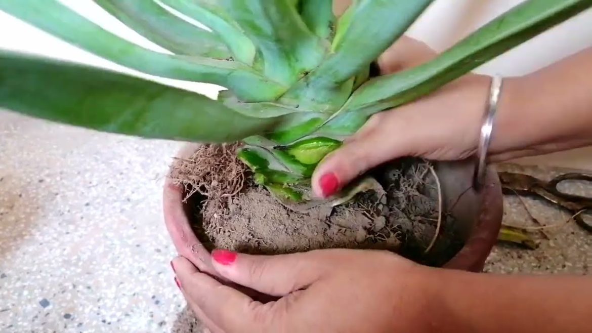 How to unpot agave plant #shorts #trending #viral #youtubeshort #nishthamahant How to unpot agave plant #shorts #trending #viral #youtubeshort #nishthamahant