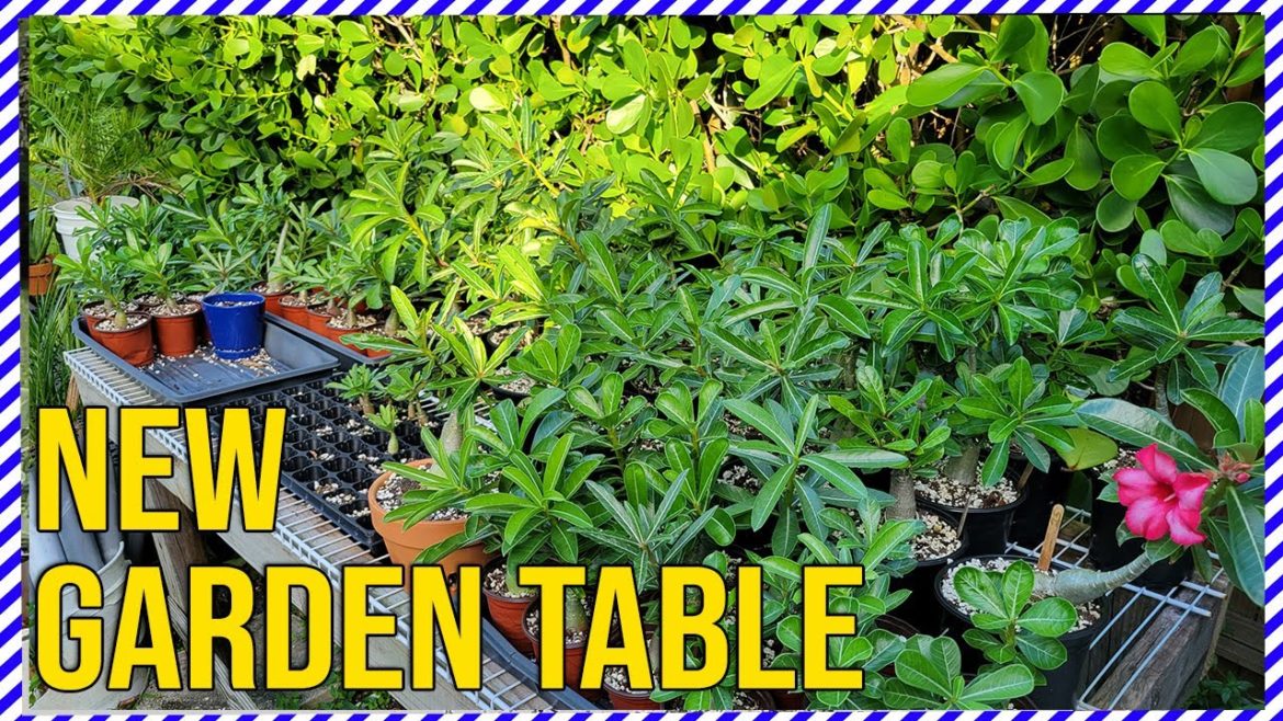 Desert Rose Garden Design