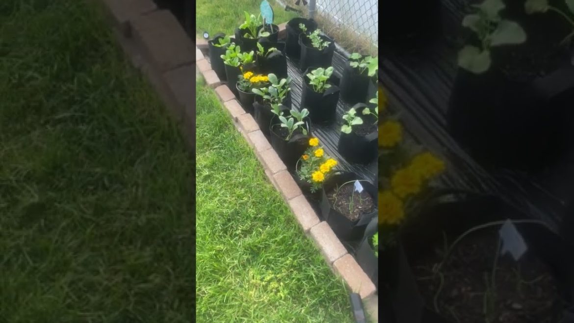 My Small Backyard Garden is Coming Along! Brand New at Growing a Vegetable Garden; DIY Gardening