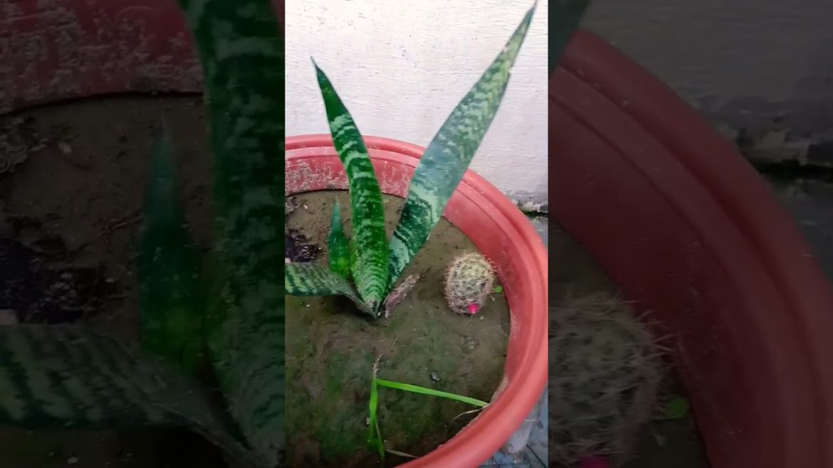 Snake Plant Propagation 🌟💫💫Snake Plant From Cutting🌿#shorts #viral #youtubeviralshorts
