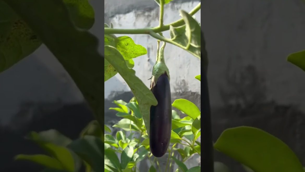 अच्छा ही हुआ इसे नहीं फेंका