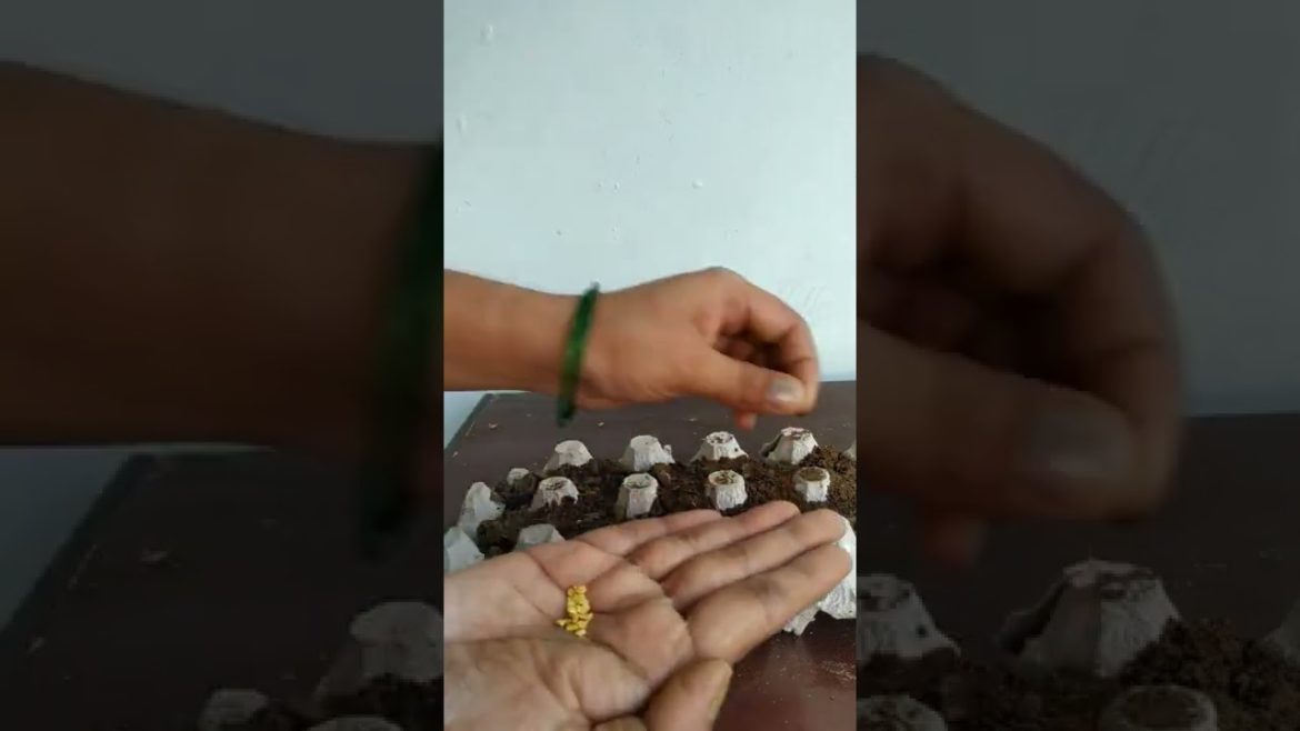 Dont thorw !! lets grow !! sustainable gardening ideas || #shorts #trending #eggtray #eggcarton Dont thorw !! lets grow !! sustainable gardening ideas || #shorts #trending #eggtray #eggcarton