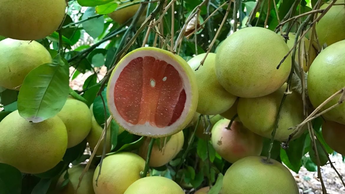 Backyard Garden Tour – My Urban Food Forest – What I Ate Today Out of My Yard Backyard Garden Tour - My Urban Food Forest - What I Ate Today Out of My Yard