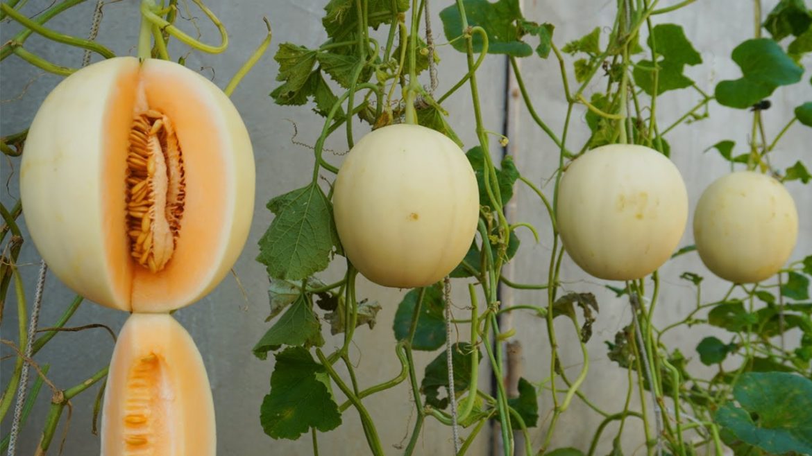 Tips Growing golden honeydew melon for large fruits and sweet at home, Growing melon from seeds Tips Growing golden honeydew melon for large fruits and sweet at home, Growing melon from seeds