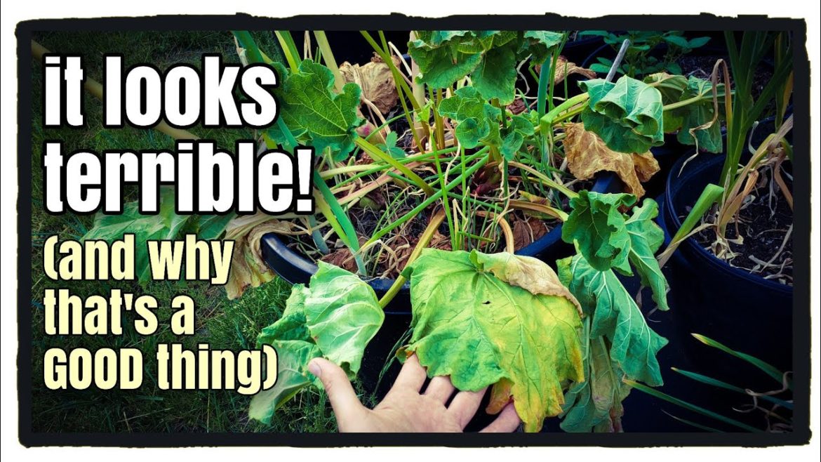 Growing Rhubarb in Containers (Front Yard Container Garden) Growing Rhubarb in Containers (Front Yard Container Garden)