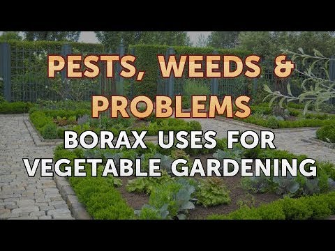 Borax Uses for Vegetable Gardening Borax Uses for Vegetable Gardening