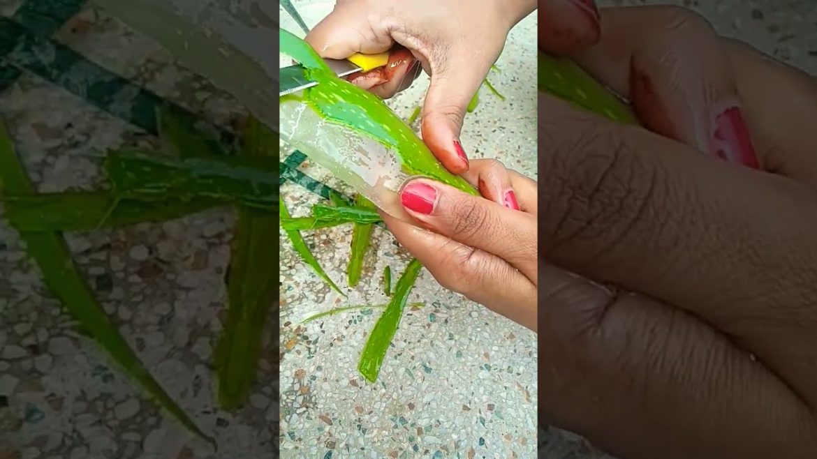Simple way to extract Aloe Vera Gel at Home #shorts #viral #trending #nishthamahant #alovera