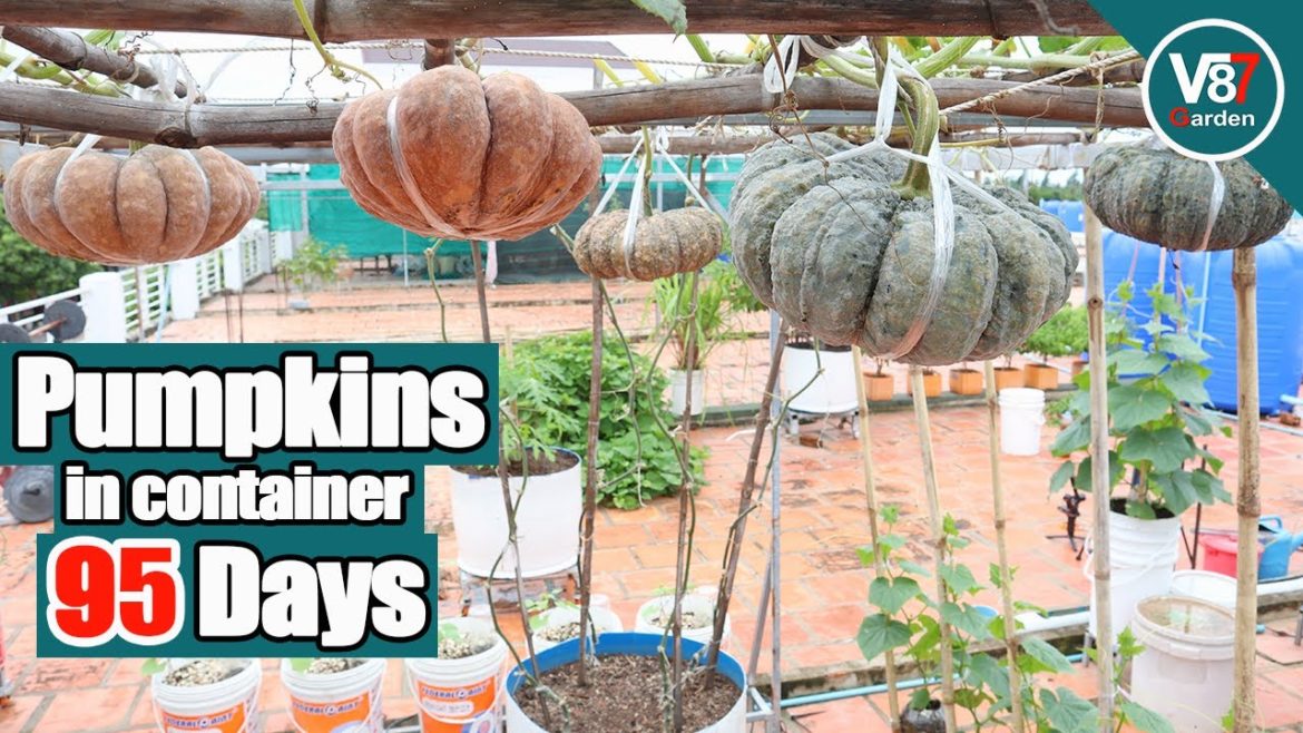 How to Grow Pumpkins in Containers at Home
