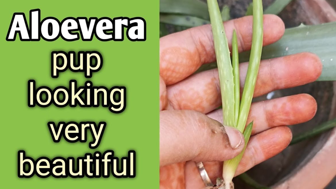 edible aloevera pup || world best aloevera pup || #shorts #shortsfeed @The Aloe Vera Garden edible aloevera pup || world best aloevera pup || #shorts #shortsfeed @The Aloe Vera Garden