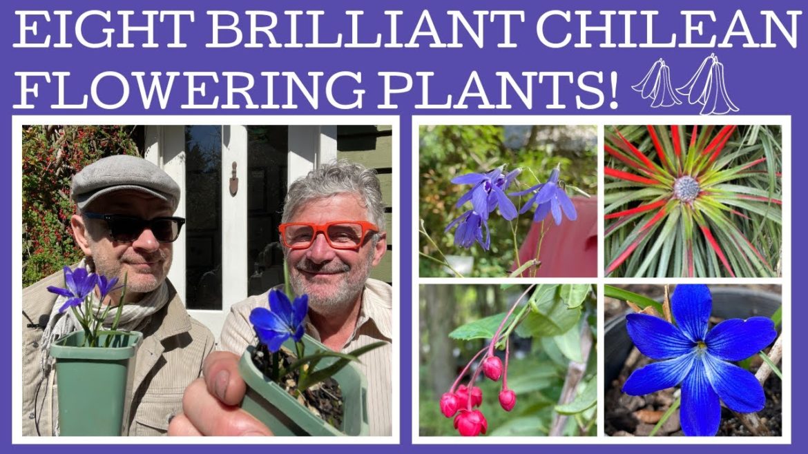 Eight rare and beautiful Chilean flowering plants; from bulbs to trees! Eight rare and beautiful Chilean flowering plants; from bulbs to trees!