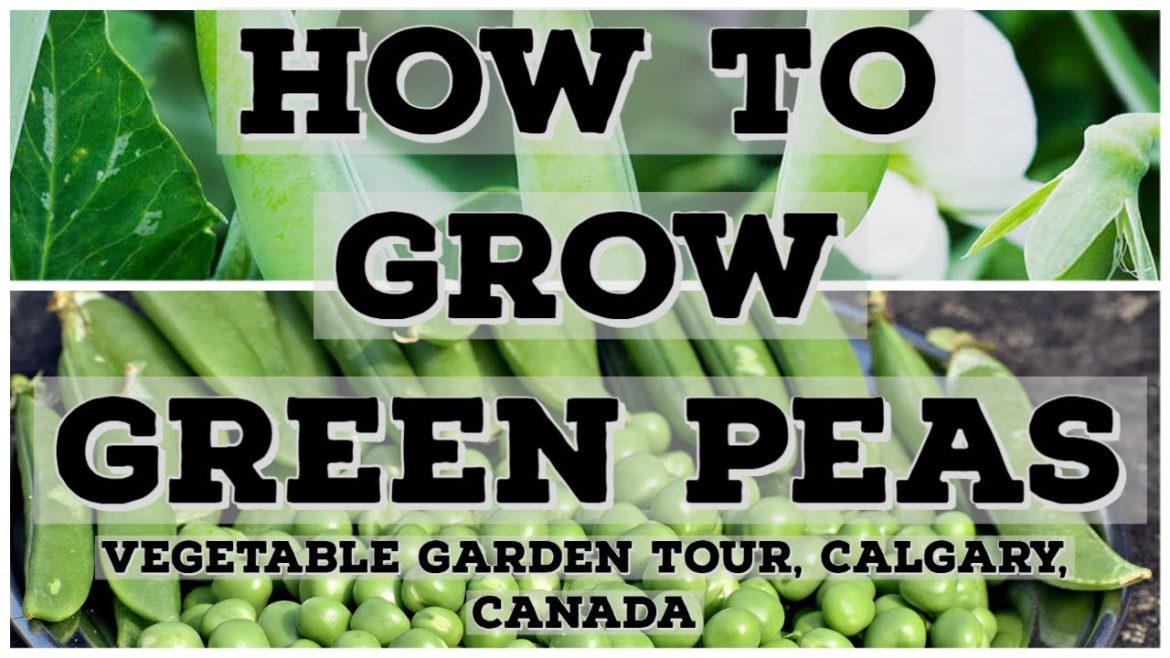 How to grow Green Peas – Vegetable Gardening #VegetableGardening #Canada How to grow Green Peas - Vegetable Gardening #VegetableGardening #Canada