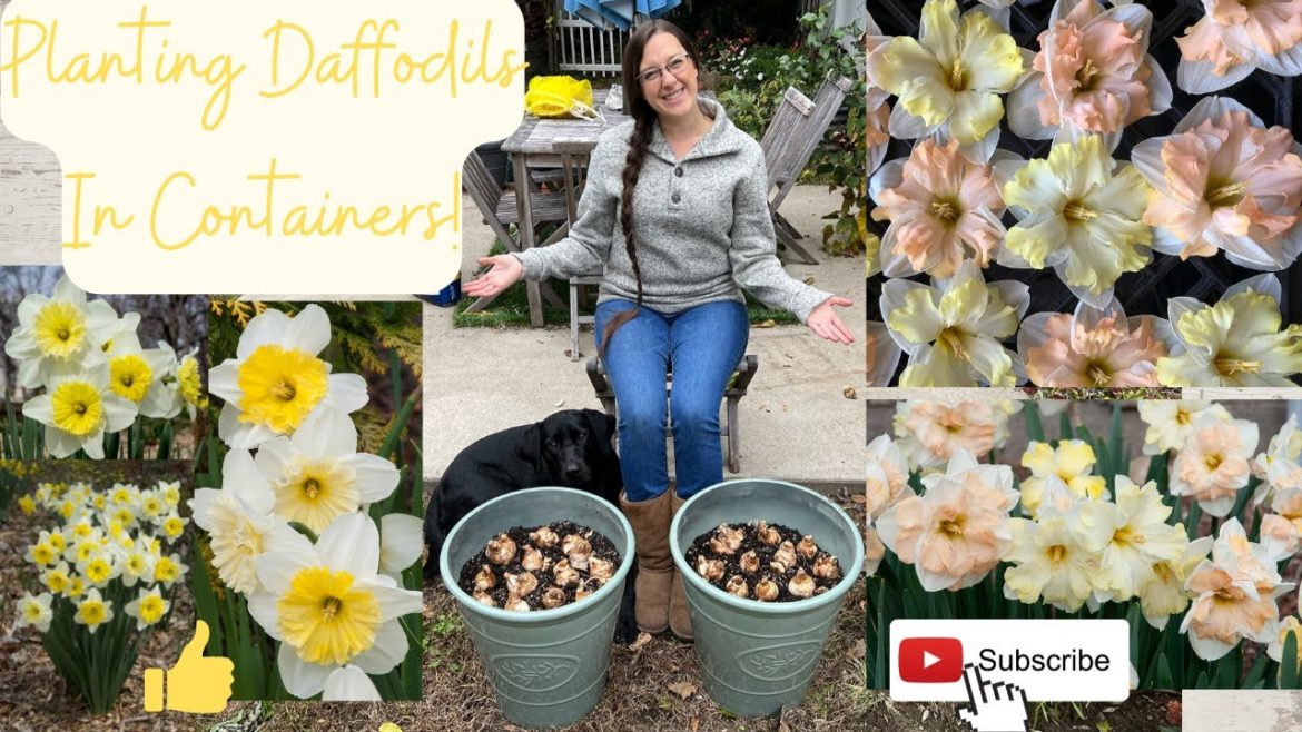 Planting Daffodils In Containers!!!