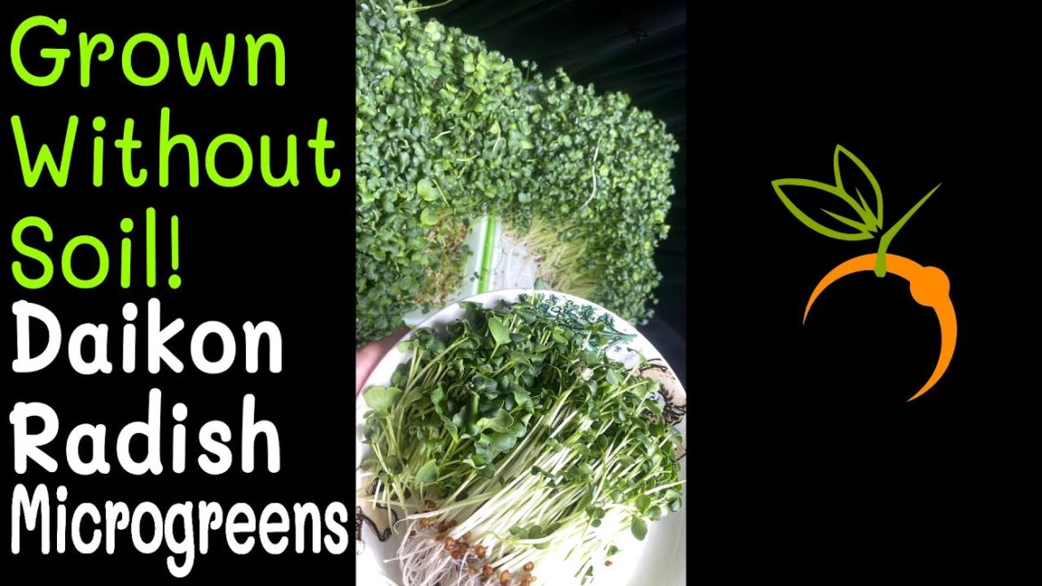 No Soil Microgreens – Daikon Radish Microgreens Time Lapse Trailer No Soil Microgreens - Daikon Radish Microgreens Time Lapse Trailer