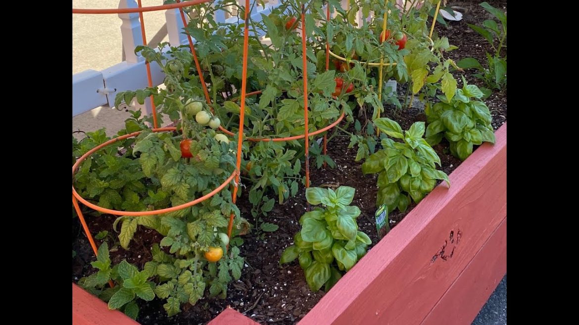 2020 Gardening in the Panhandle LIVE! Vegetable Gardening