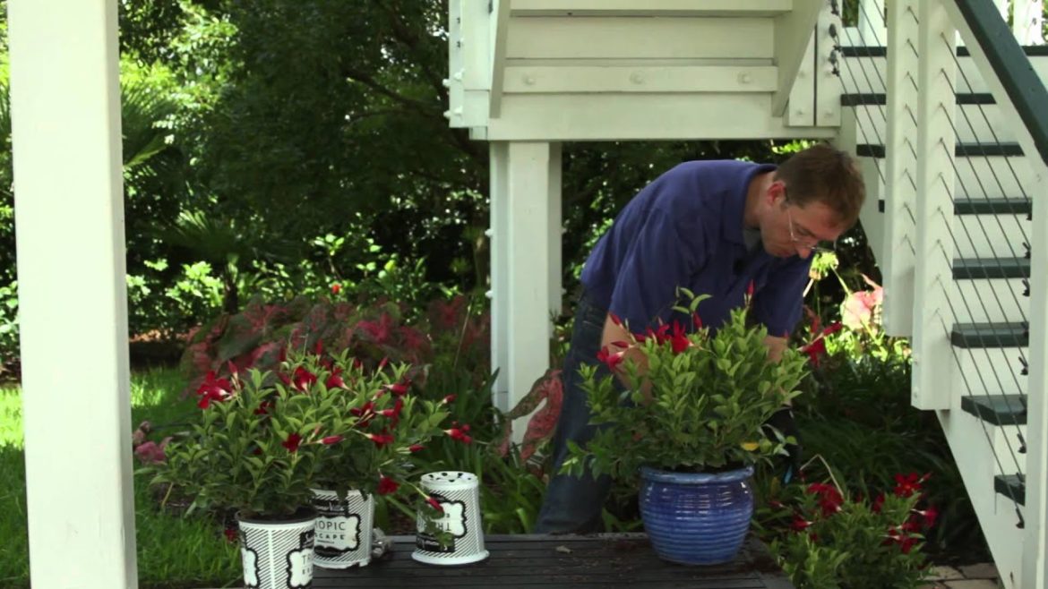 How to Transplant Mandevillas for Winter : Gardening Tips How to Transplant Mandevillas for Winter : Gardening Tips